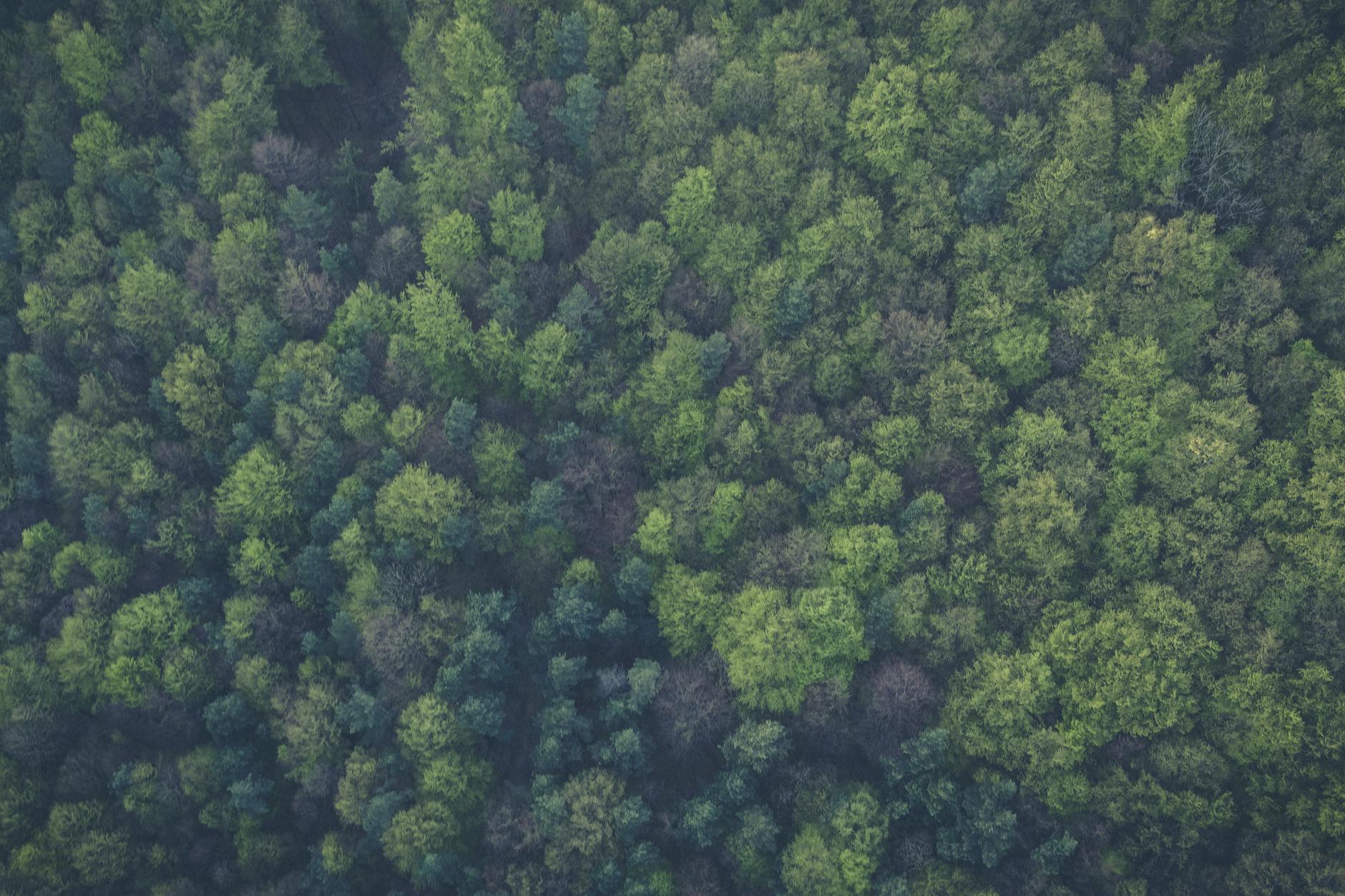 birds eye view nature forest trees